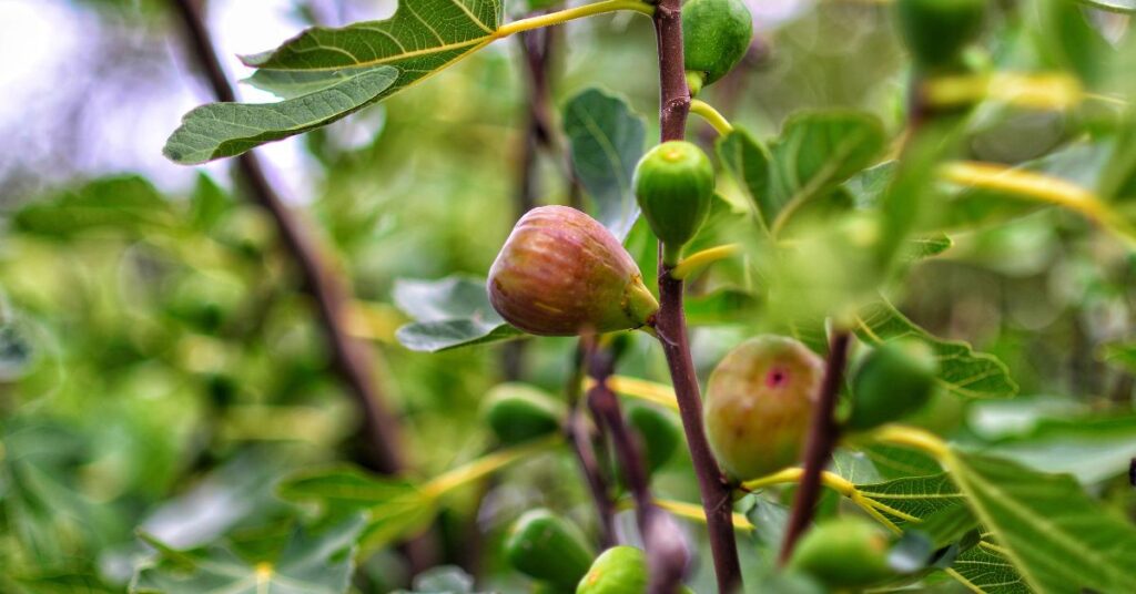 Anjeer khane ke fayde: जानिए पाचन, दिल की सेहत, हड्डियाँ, स्किन और वजन घटाने में अंजीर कैसे चमत्कार करता है