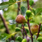 Anjeer khane ke fayde: जानिए पाचन, दिल की सेहत, हड्डियाँ, स्किन और वजन घटाने में अंजीर कैसे चमत्कार करता है