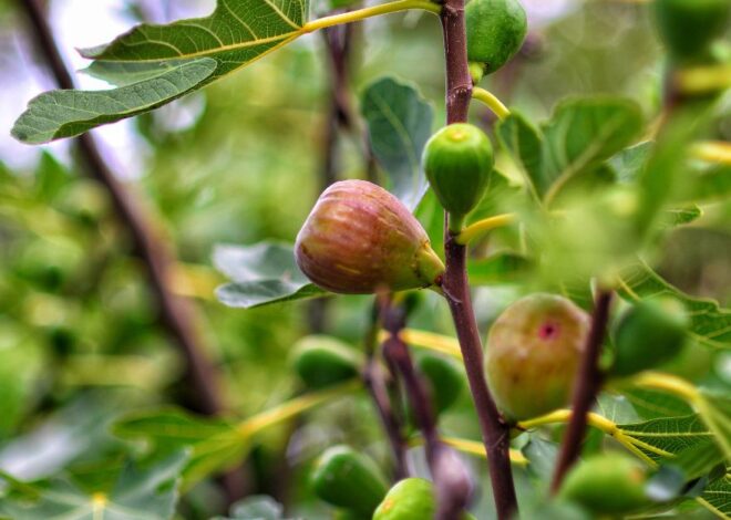 Anjeer khane ke fayde: जानिए पाचन, दिल की सेहत, हड्डियाँ, स्किन और वजन घटाने में अंजीर कैसे चमत्कार करता है
