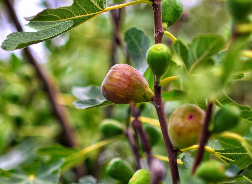 Anjeer khane ke fayde: जानिए पाचन, दिल की सेहत, हड्डियाँ, स्किन और वजन घटाने में अंजीर कैसे चमत्कार करता है